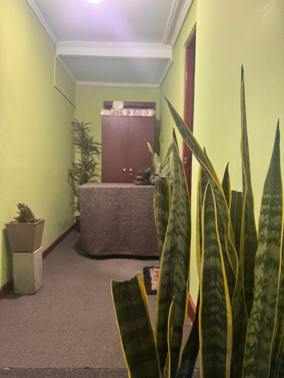 Succulent *