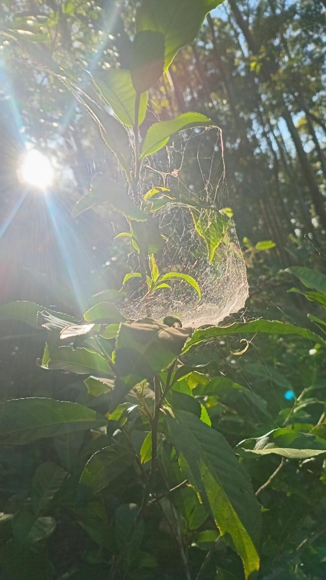 Lodge The Mount Nuwara Eliya