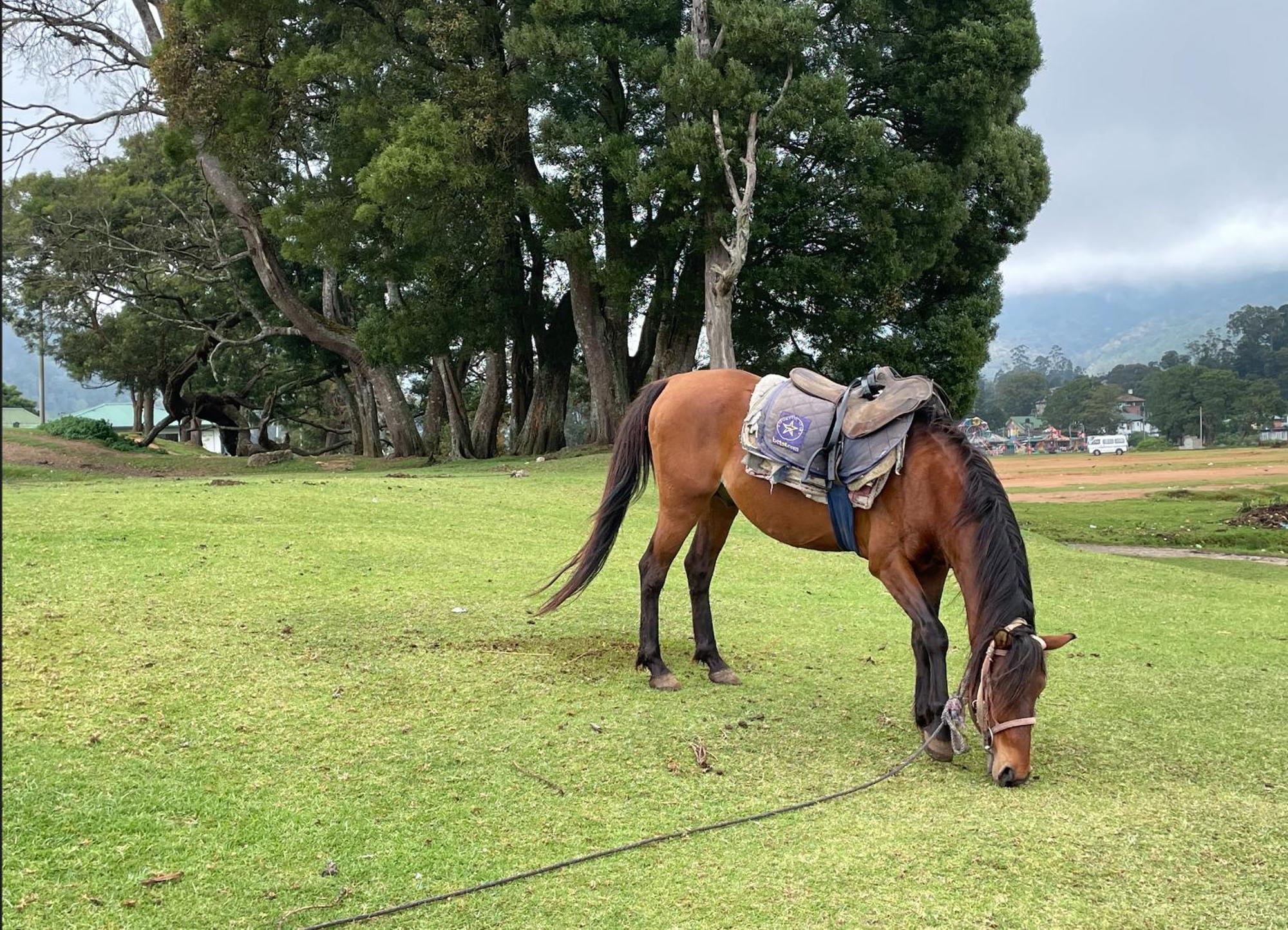 Breeze * Nuwara Eliya