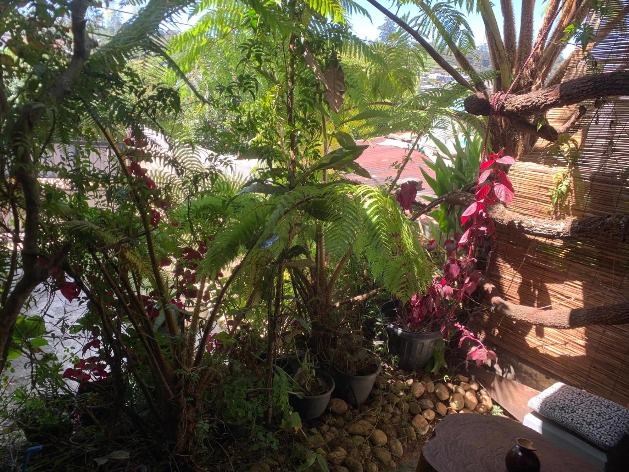 2020 Wooden * Nuwara Eliya