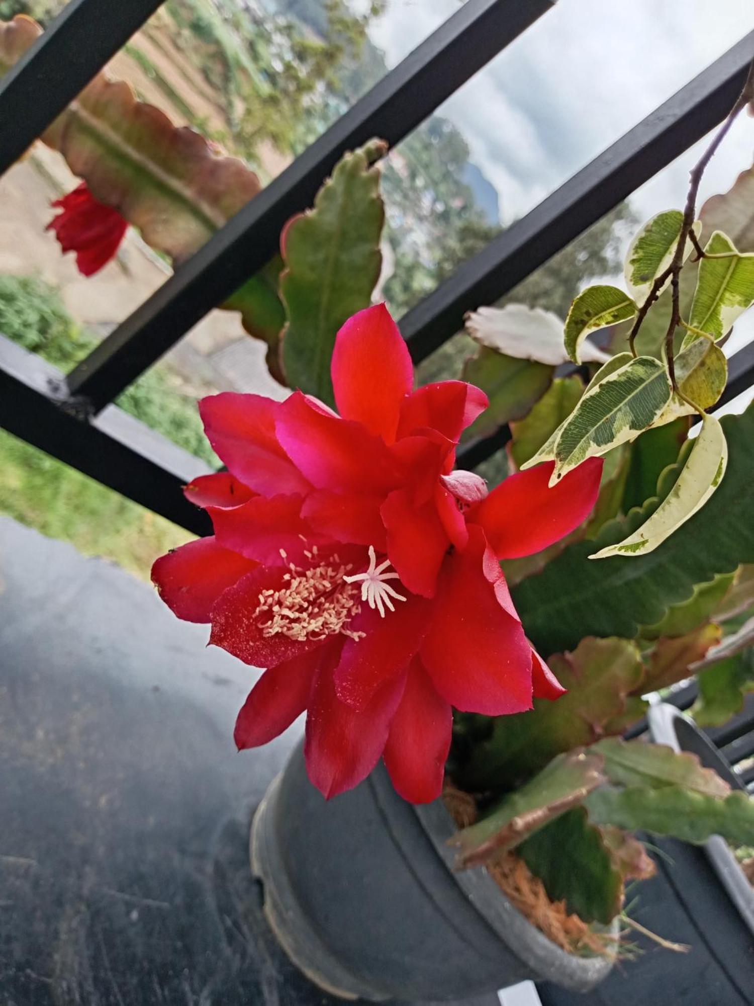 S And D * Nuwara Eliya