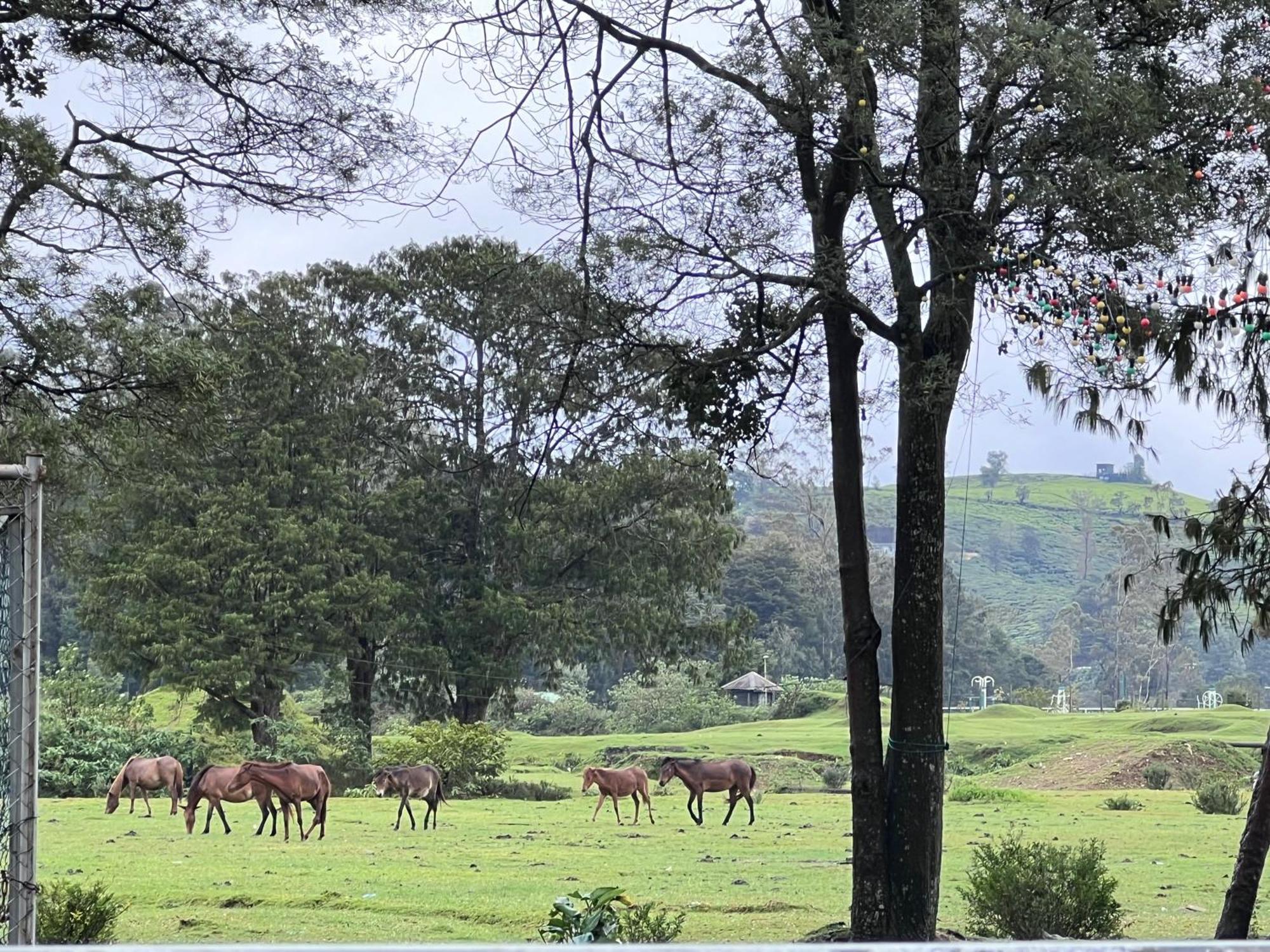 Galway - View Luxury Apartment, Sri Lanka Apartment *