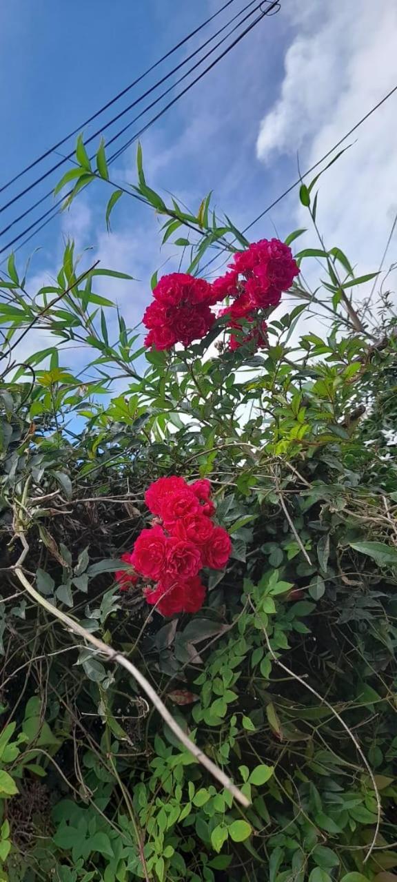 Rose Palace Inn Nuwara Eliya