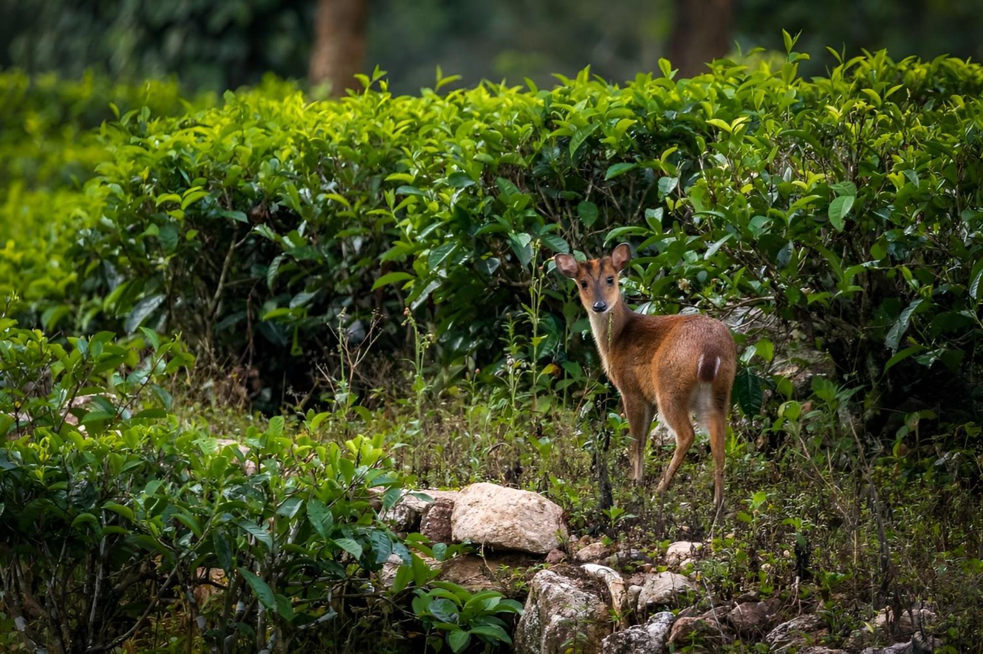 Uga Halloowella Hotel 5*