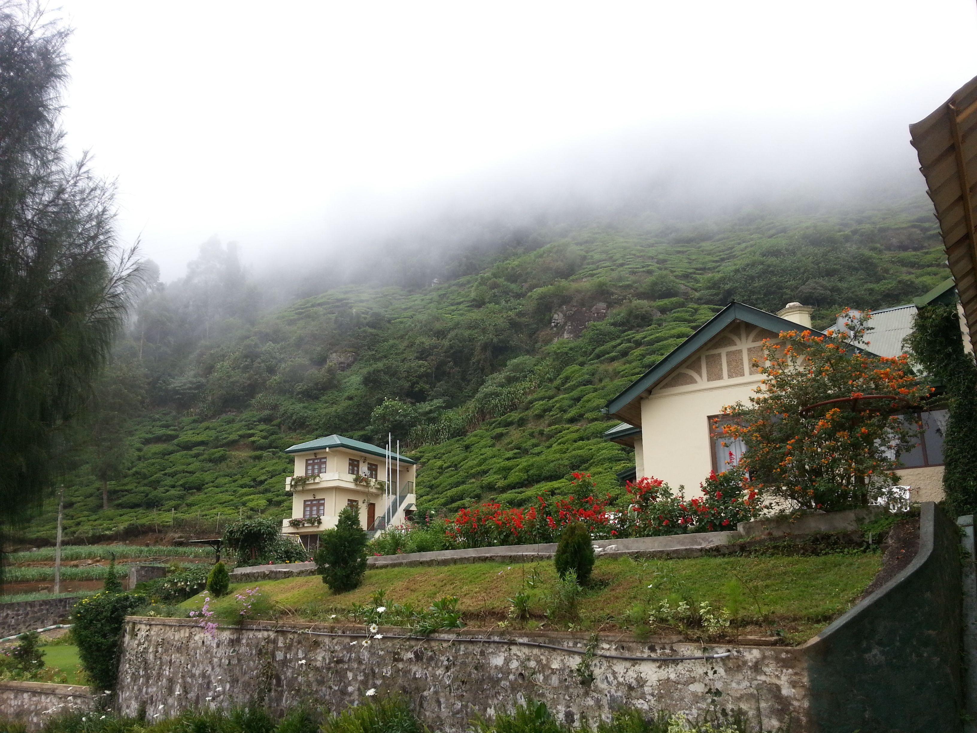Hotel Tea Bush