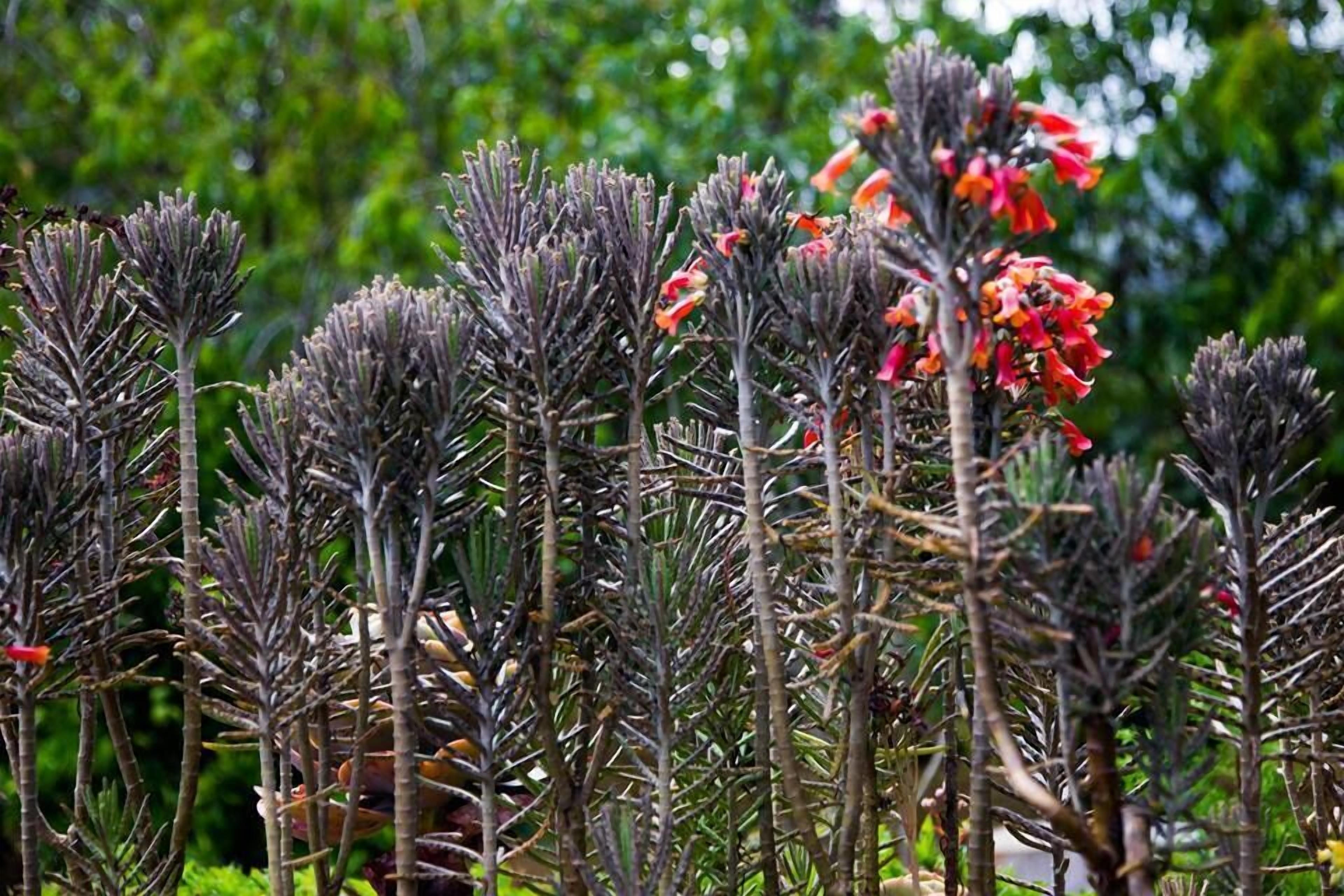 Ferncliff Guest house 4*