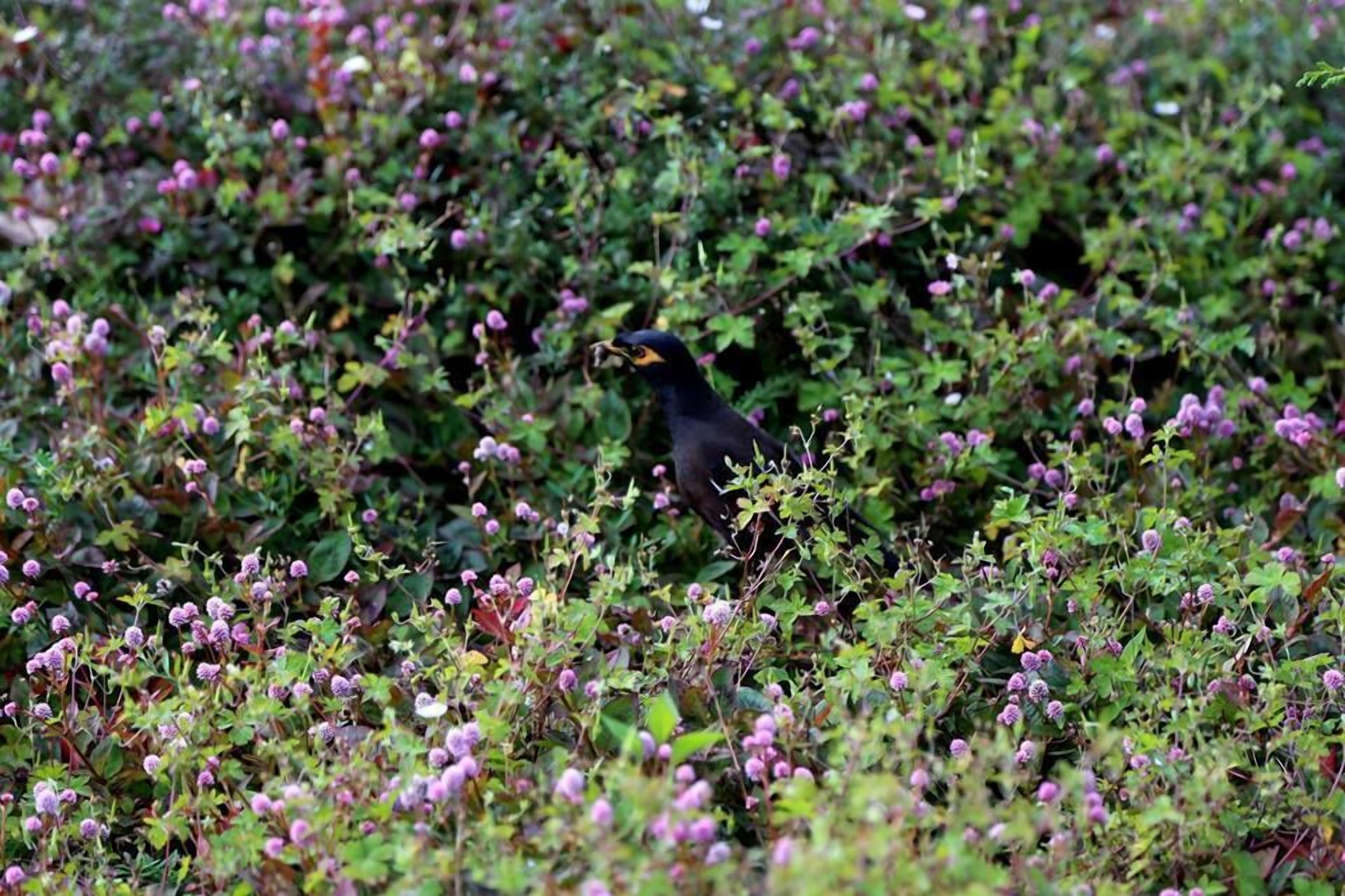 Guest house Ferncliff 4*