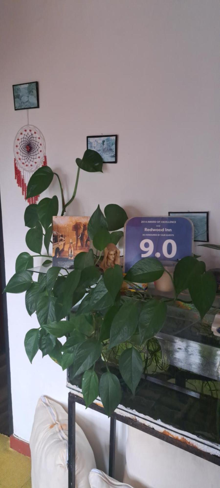 Guest house Redwood *