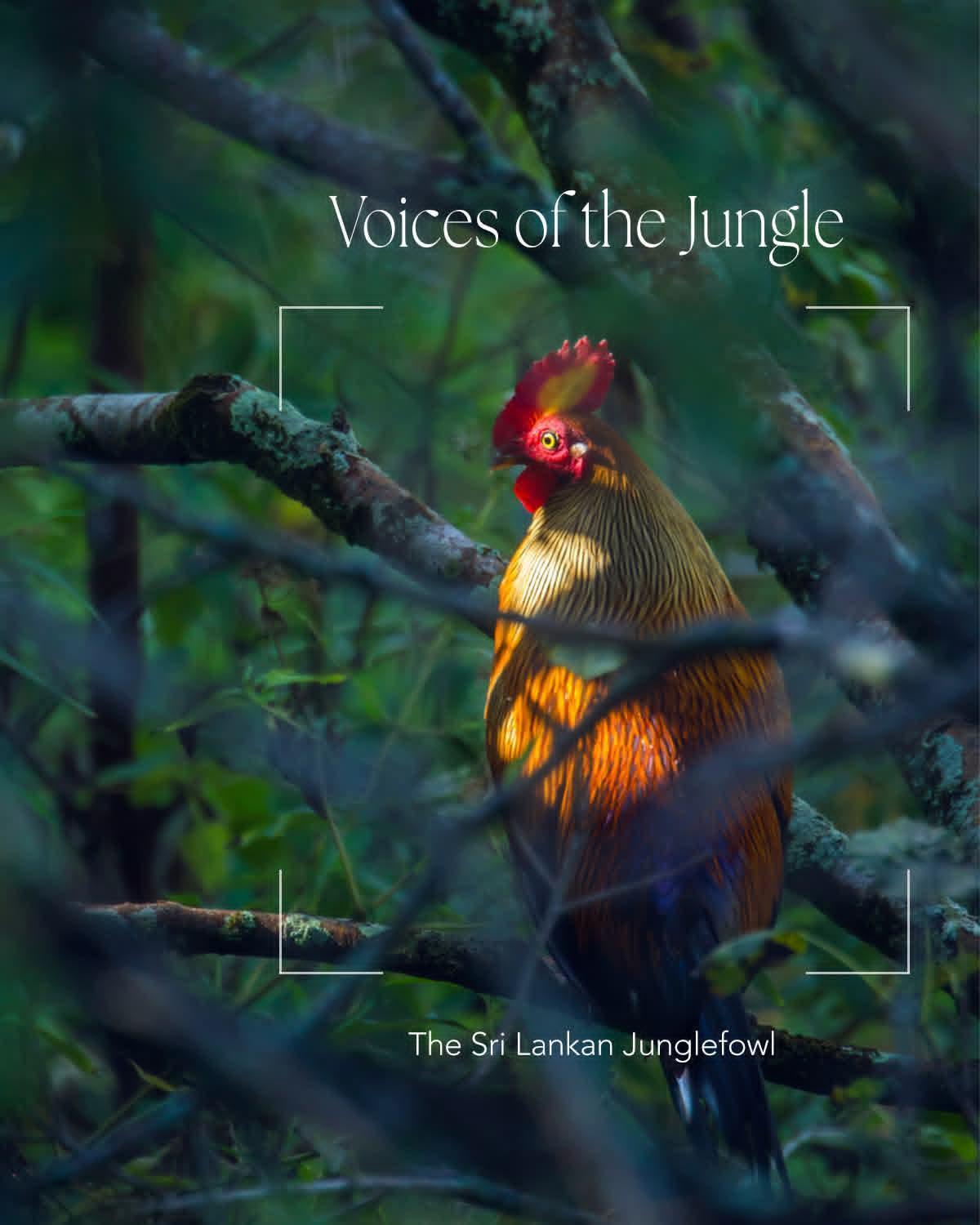 Ambewela Rangers Nuwara Eliya