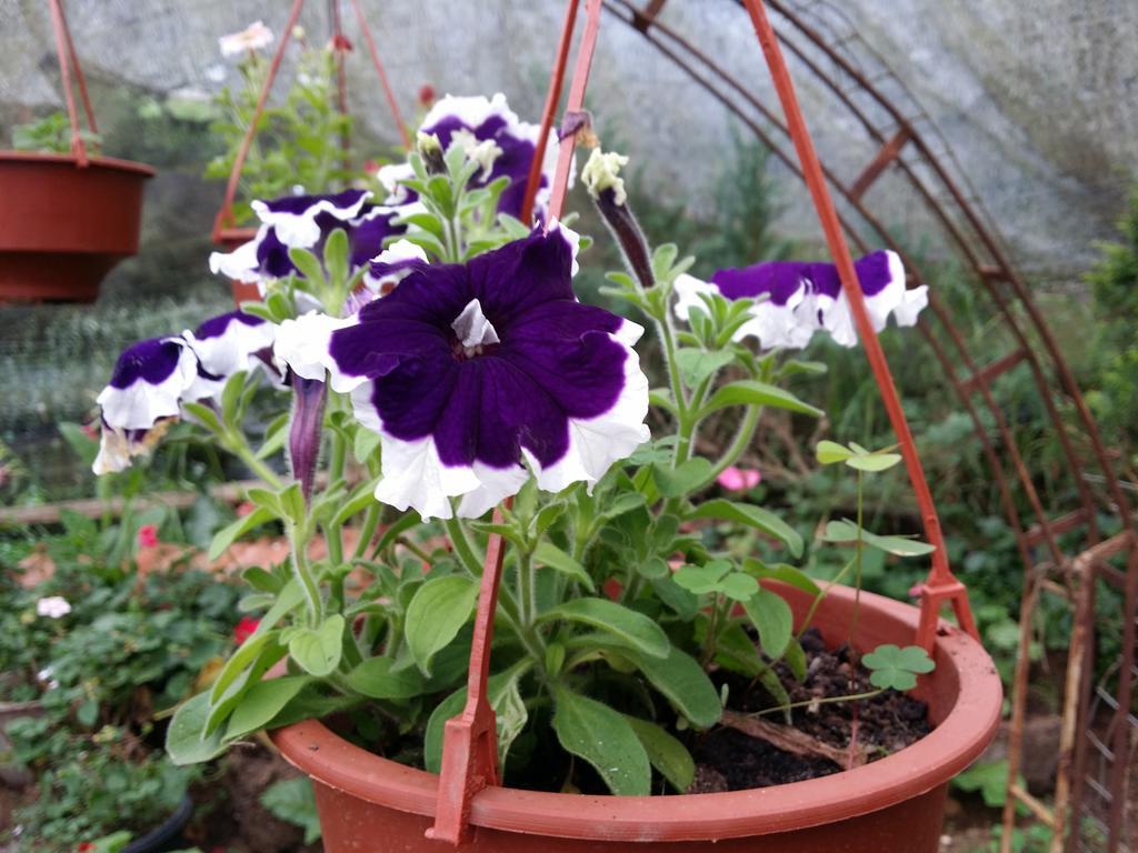 Mangala Flora 3*