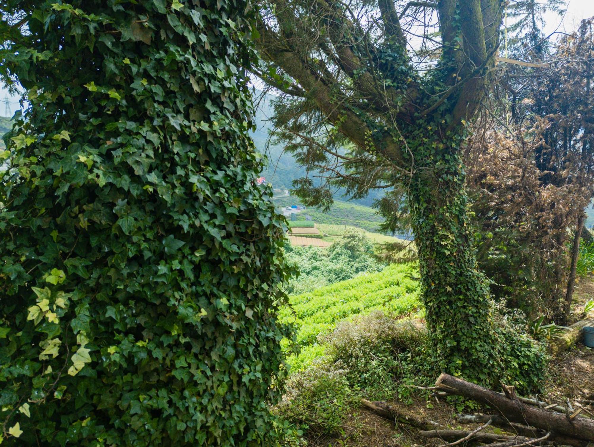 The Crown's Misty Hills Hideaway Lodge