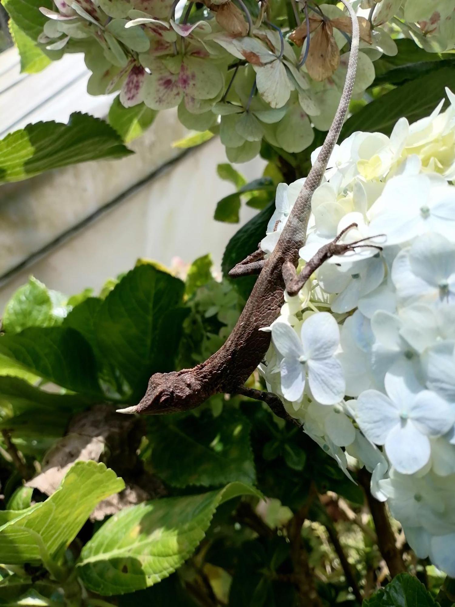 Holiday home Keshiya Nuwara Eliya