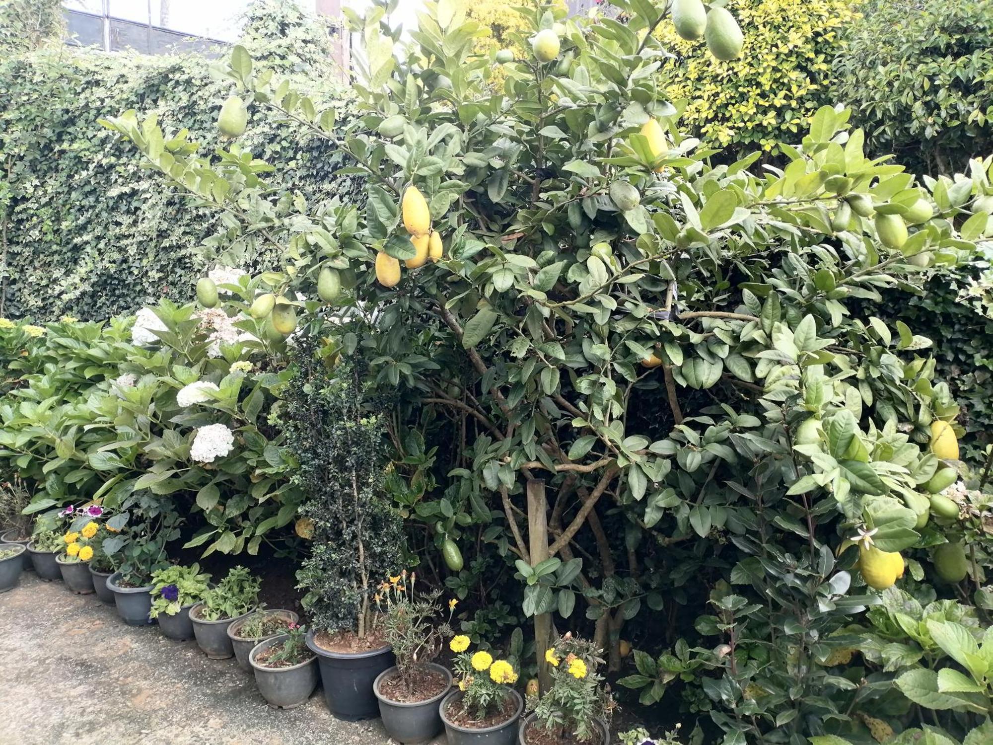 Keshiya * Nuwara Eliya