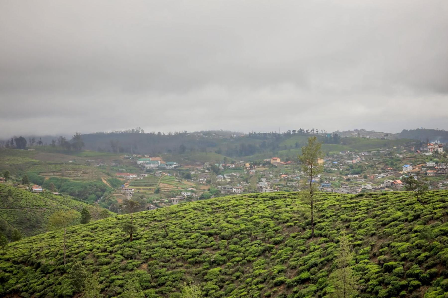The Mount View Single Tree Nuwara Eliya