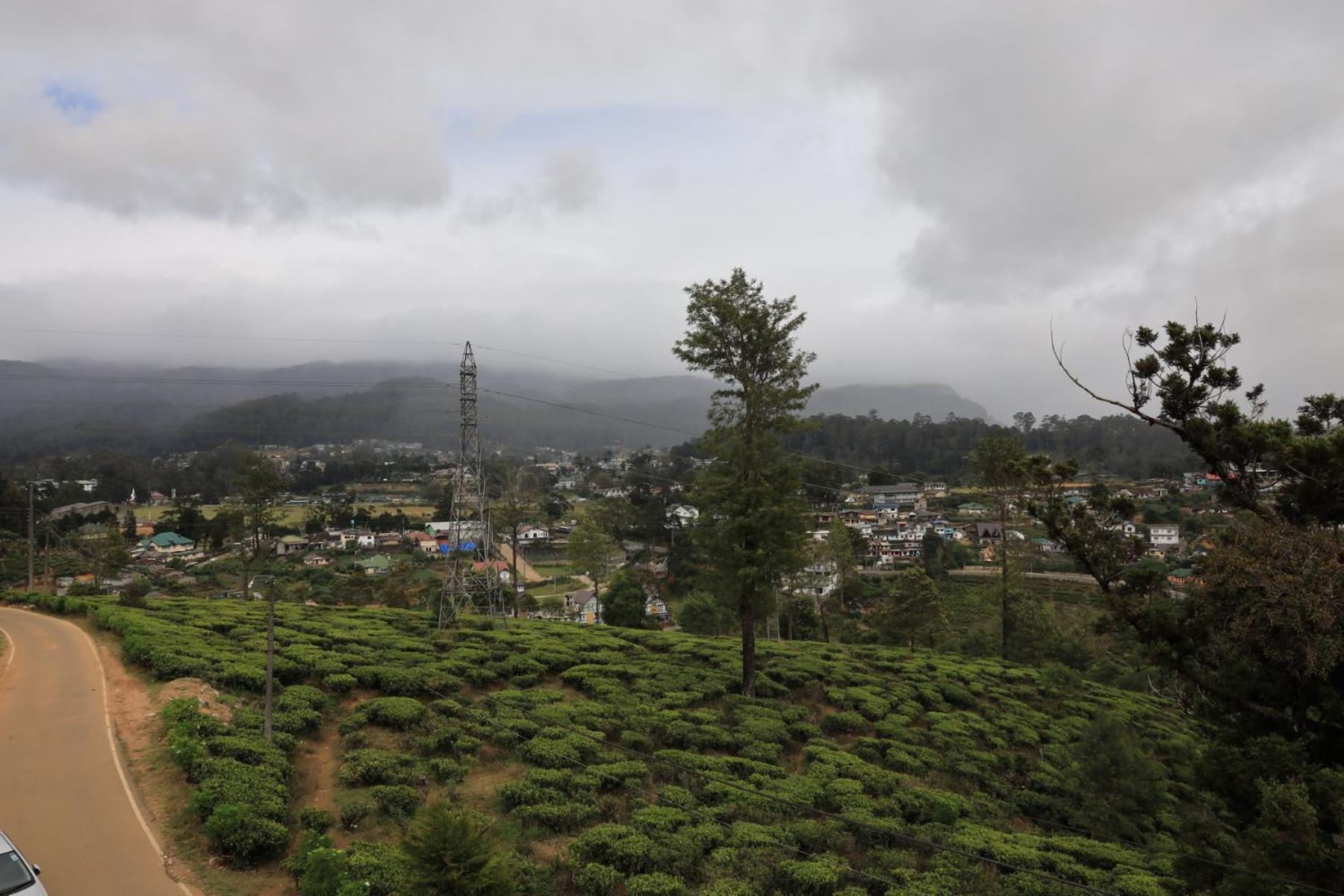 The Mount View Single Tree * Nuwara Eliya