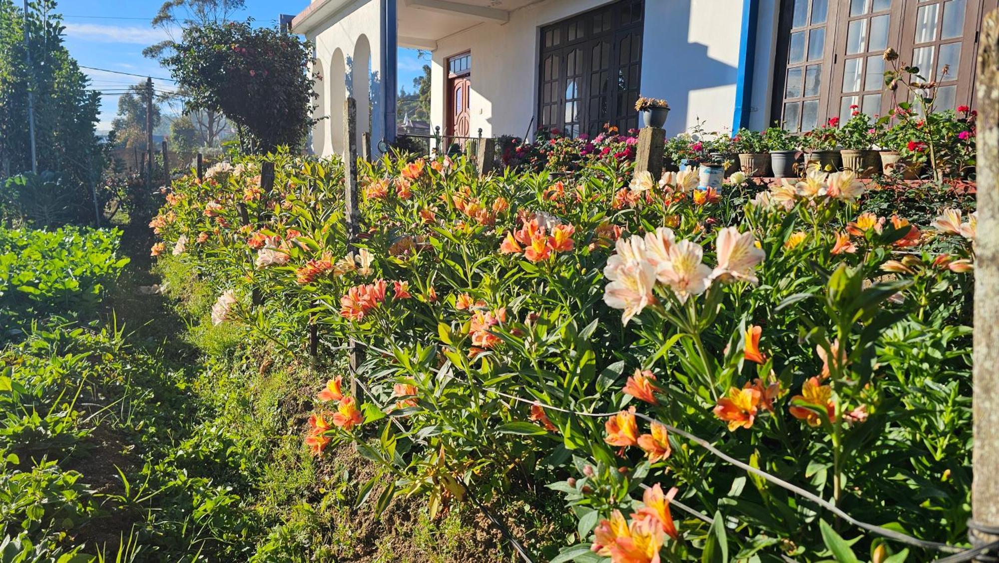 Aurora Guest house *