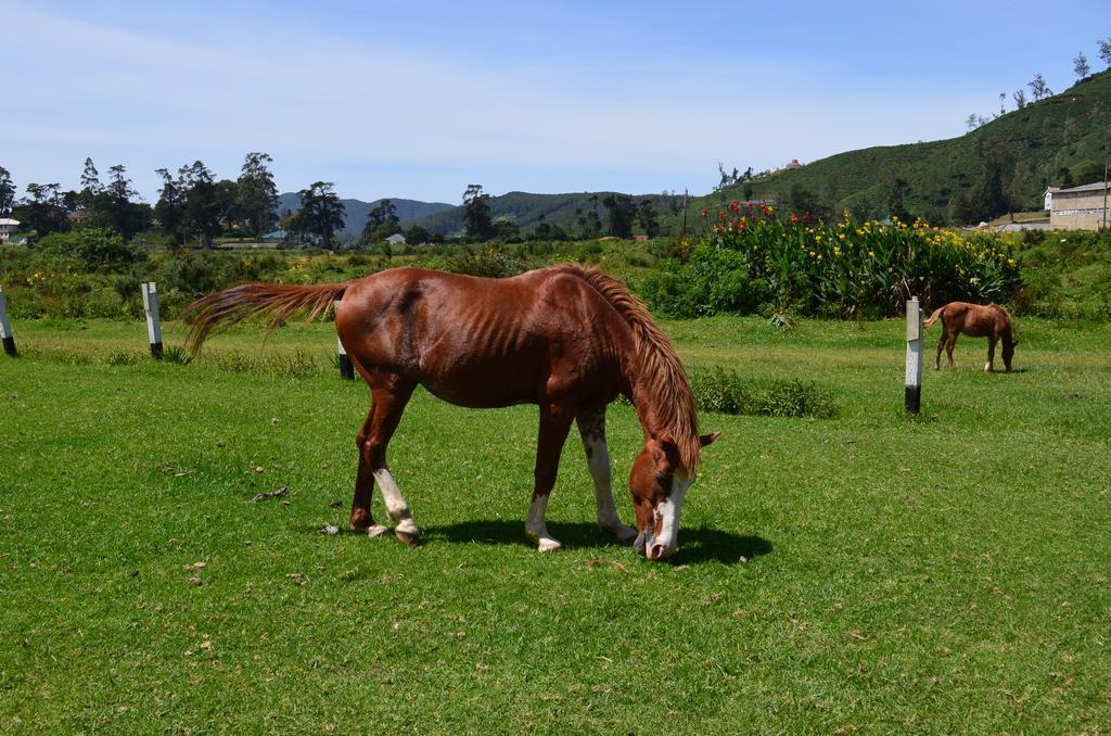 Thuring's * Nuwara Eliya