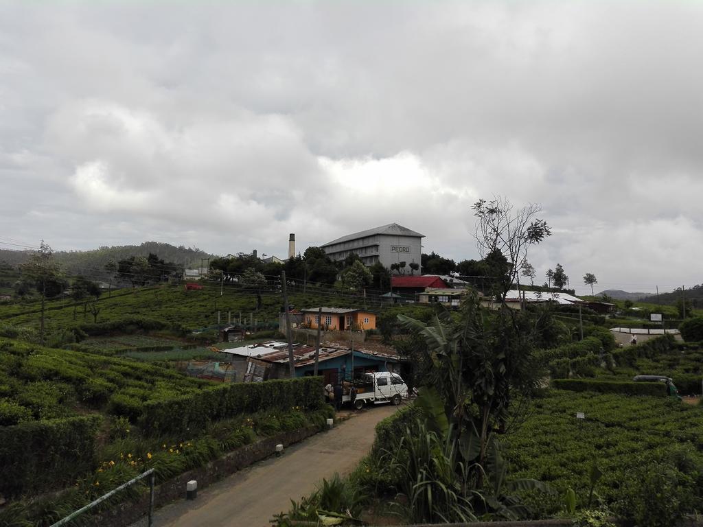 Pedro View *