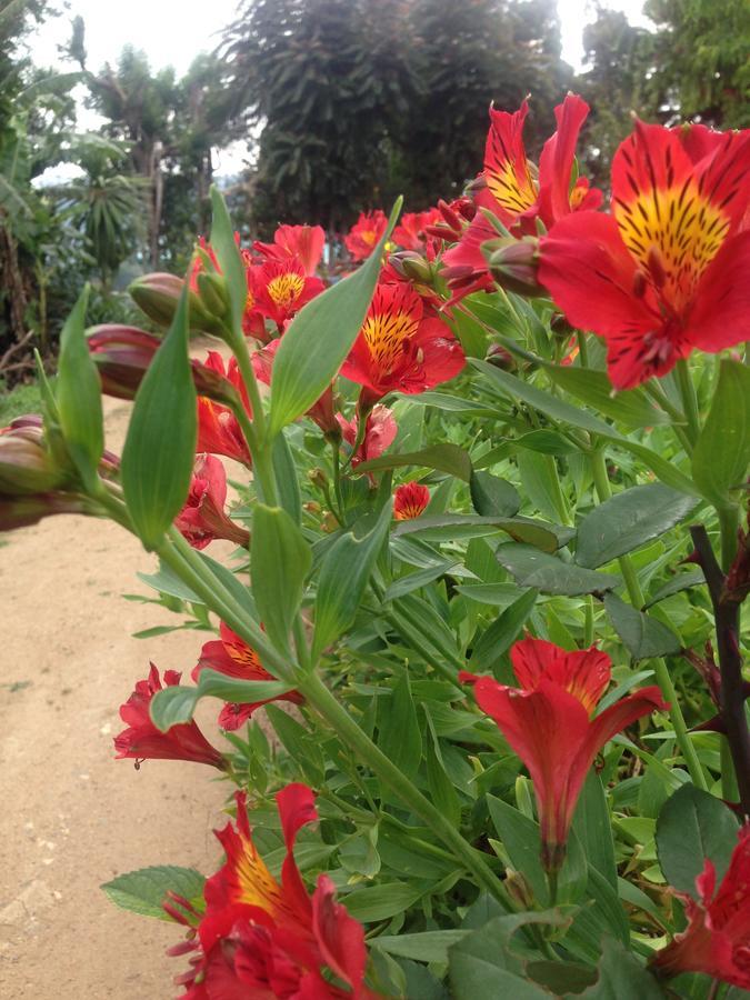 Homestay The Galways Edge *