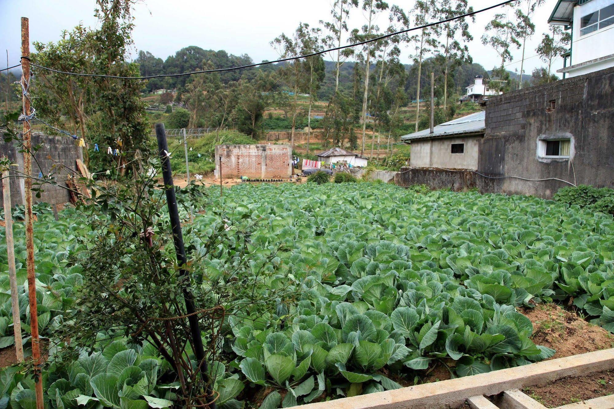 Kent Nuwara Eliya
