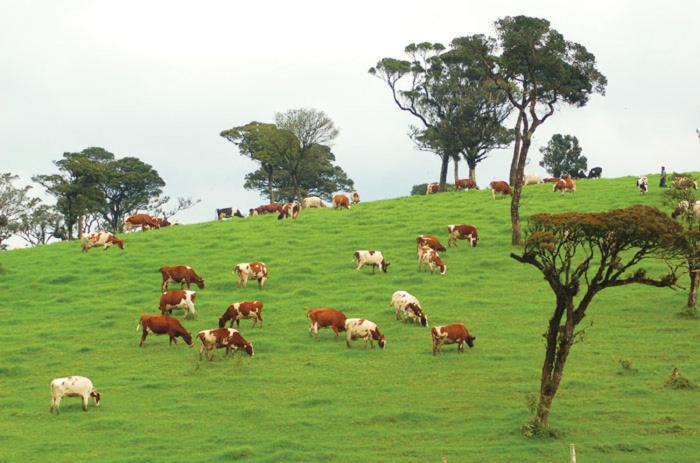 Pattipola Nuwara Eliya