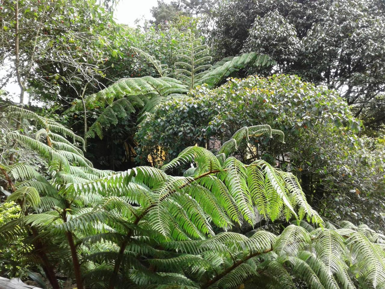 King Fern *