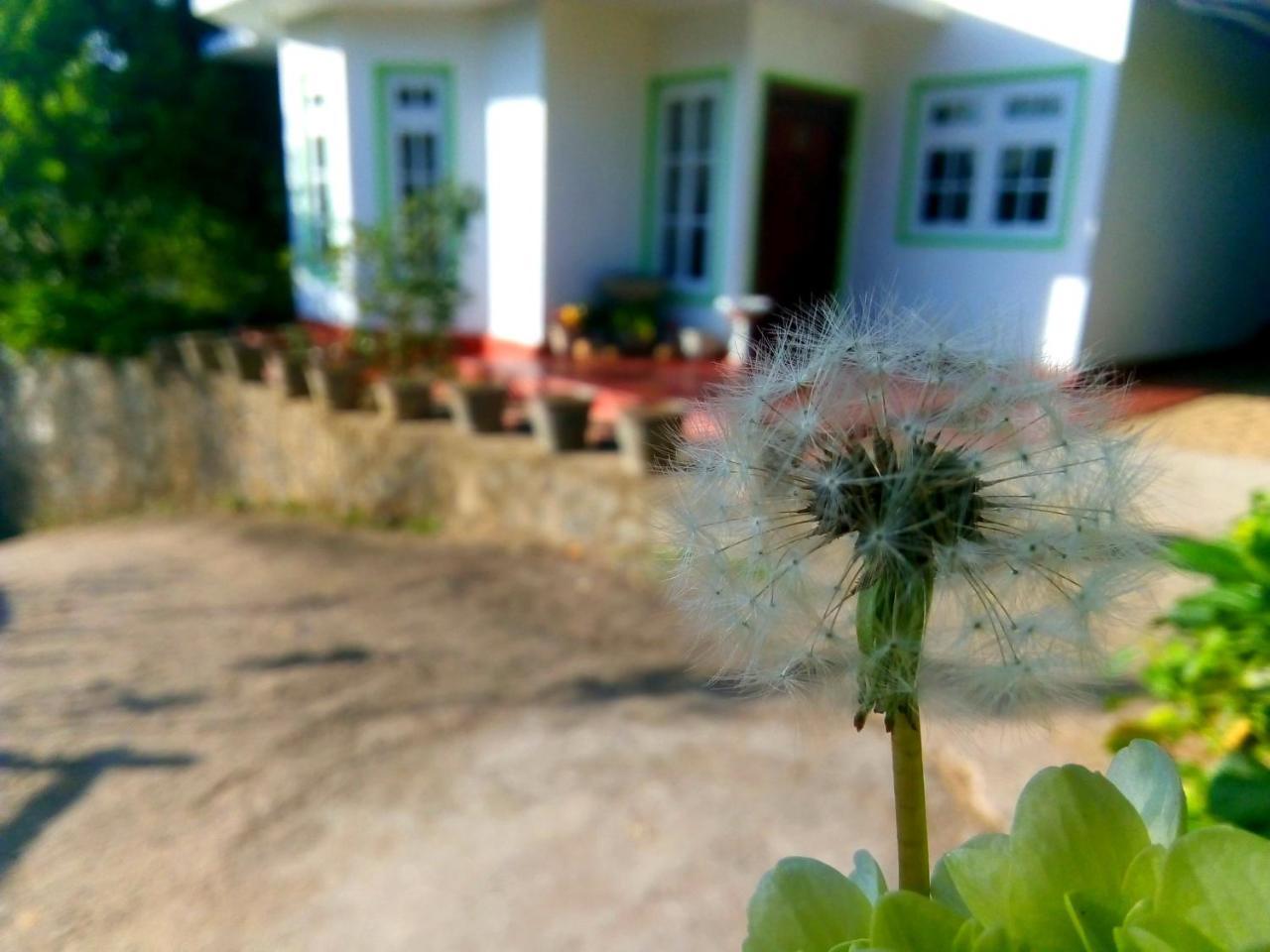 Homestay Mountain View *