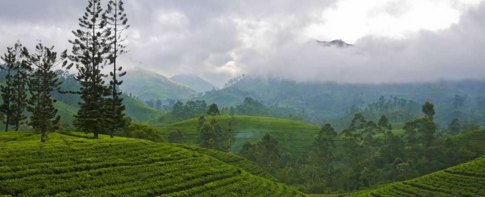Atlan Nuwara Eliya