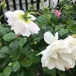 Dahlia Mount View Hotel