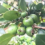 Cozy Cabins Nuwara Eliya