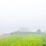 Ivy Home