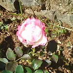 Cecilia Guest house Nuwara Eliya