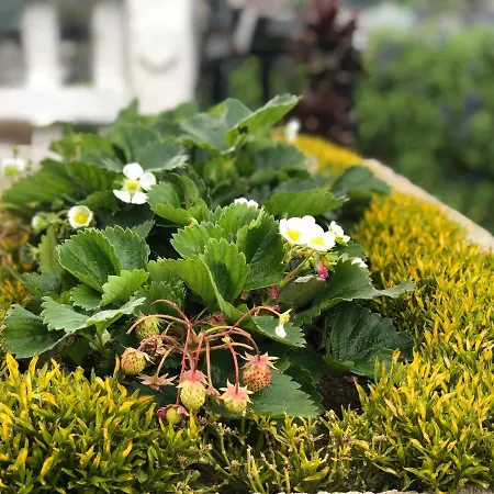 Guest house Soban Rich