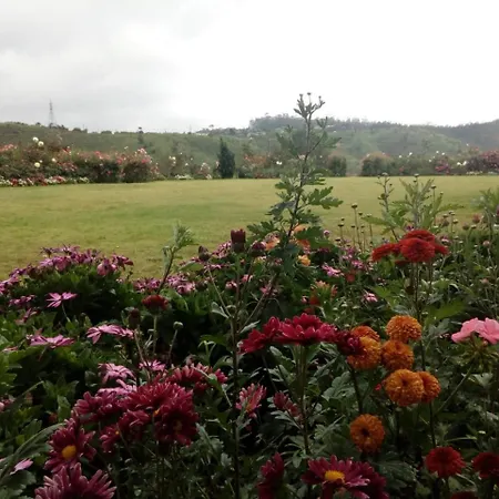 Tea View Nuwaraeliya *