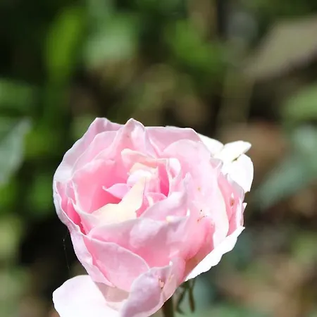 Guest house Lady Horton 2*
