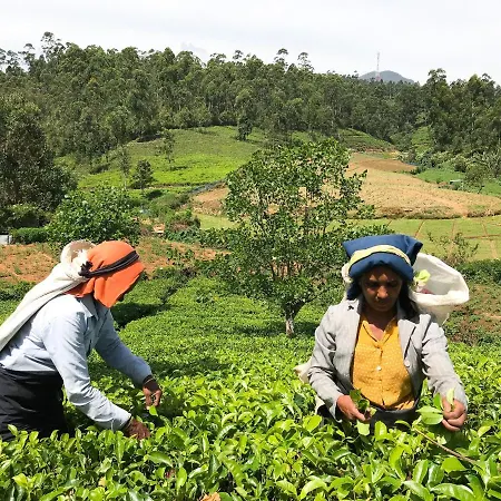 Stafford Bungalow - Exclusive Luxury Within A Private Tea Estate