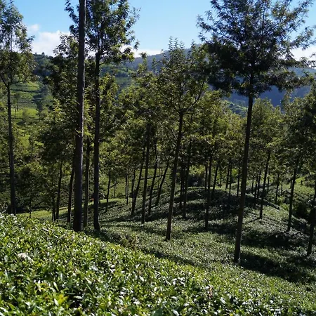 Delphin Nuwara Eliya