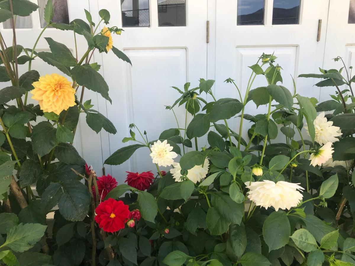 Dahlia Mount View