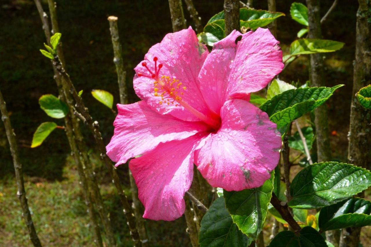 Little England Guest house 3*