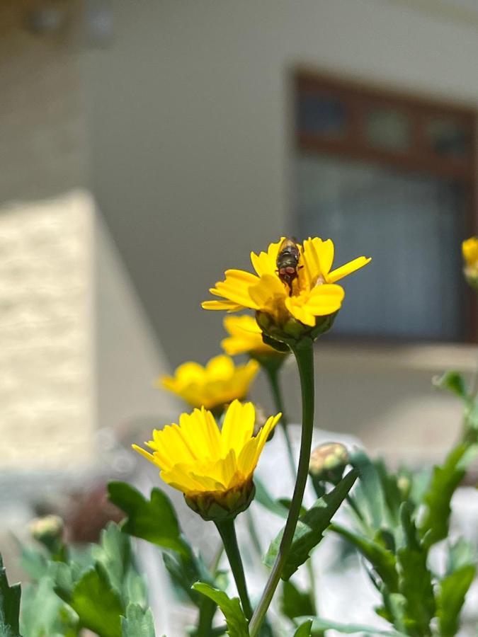 Tea Bush Hotel 3*