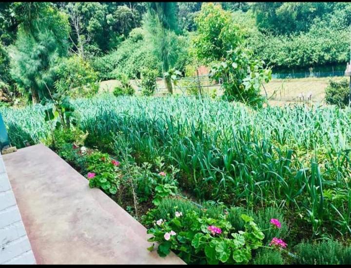 Guest house Green Cottage