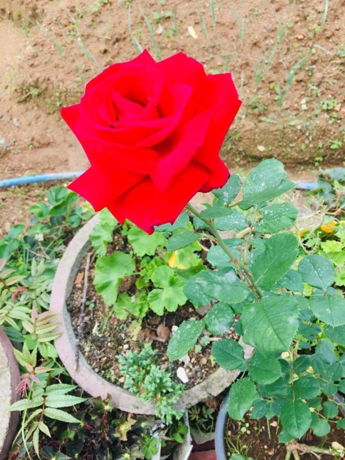 Guest house Green Cottage *