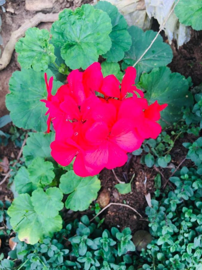 Guest house Green Cottage