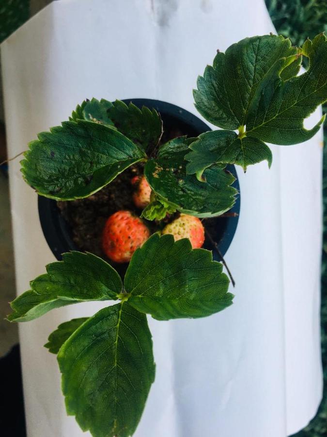 Green Cottage Guest house