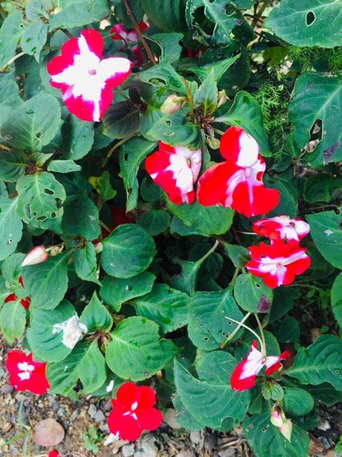 Green Cottage Guest house *