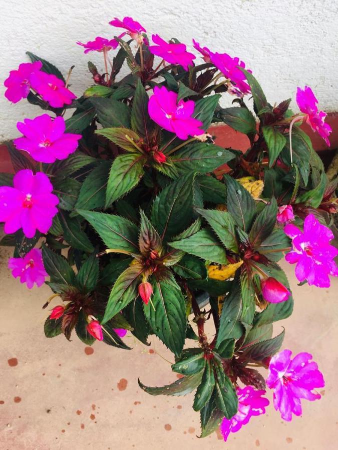 Guest house Green Cottage