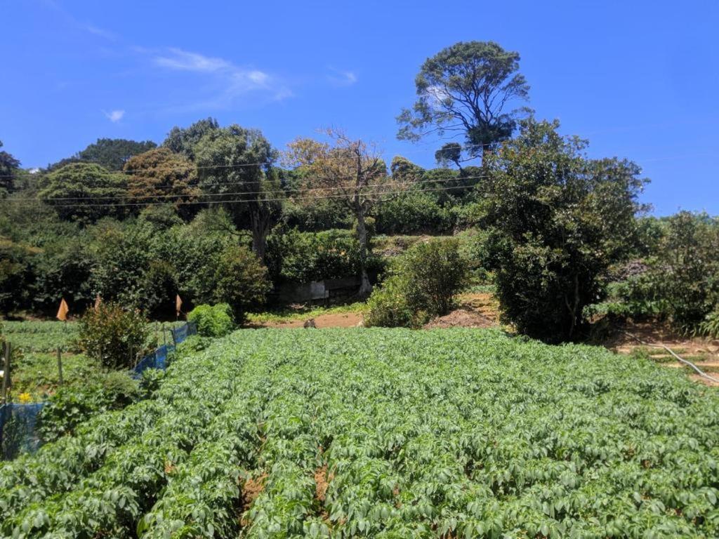 Acme Divine View Guest house Nuwara Eliya
