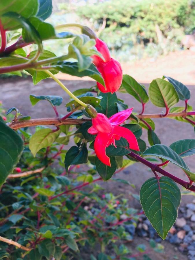 Green Cottage Guest house *