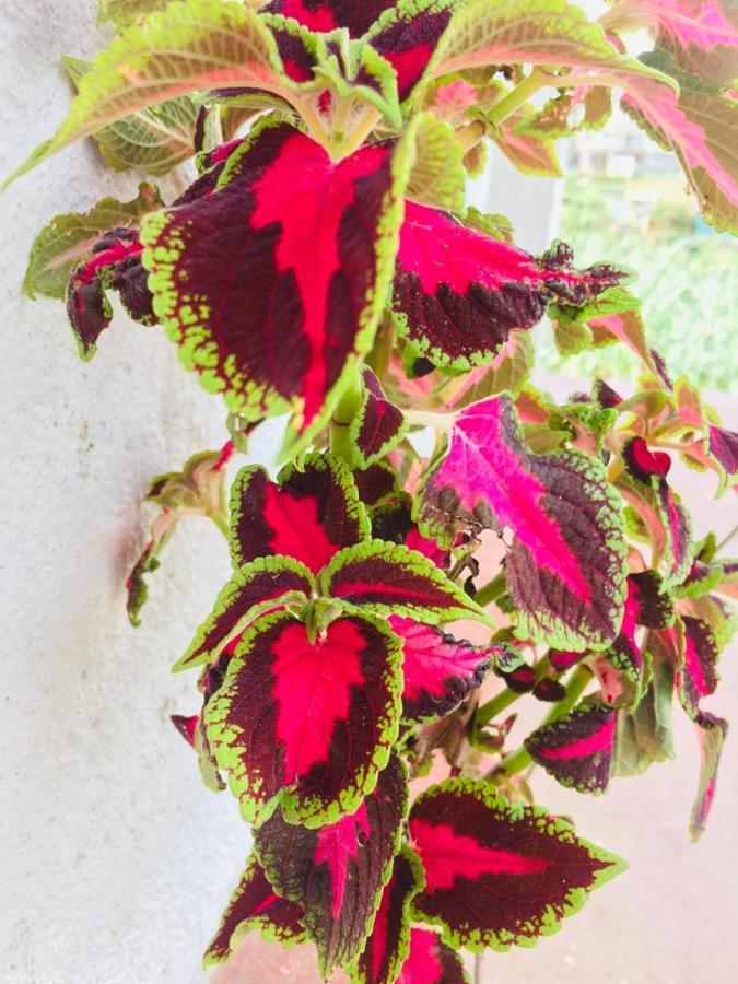 Green Cottage Guest house