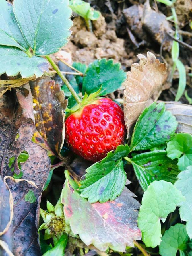 Guest house Green Cottage *